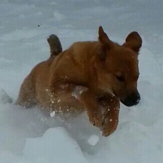 A dog is playing in the snow.