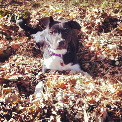 A dog laying in the leaves looking at the camera.